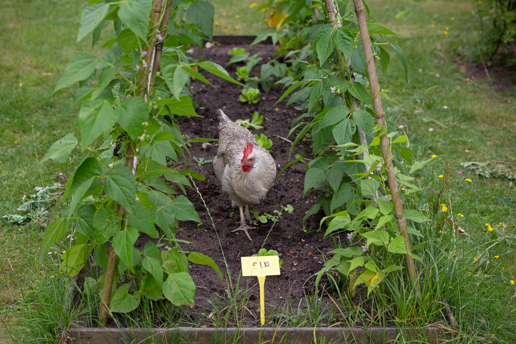 What Can Chickens Eat Out of the Garden?